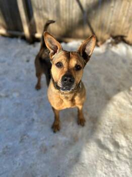 BELLA -  German Shepherd Dog Dog for Adoption in New York, New York - BELLA | PetCurious