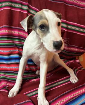 Rescue Doberman Pinscher Dogs for Adoption in Pensacola, Florida - Hobbs | PetCurious