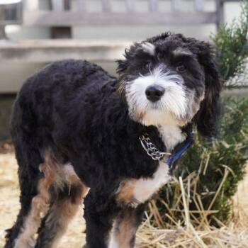 Bernedoodle Dogs Available for Adoption in King City, Ontario - Theo | PetCurious