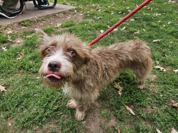Rescue Miniature Schnauzer Dogs for Adoption in Jersey City, New Jersey - Sparky | PetCurious