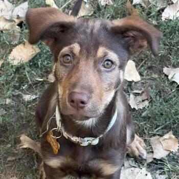 Lexi -  German Shepherd Dog and Mixed Breed Dog for Adoption in Minneapolis, Minnesota - Lexi | PetCurious
