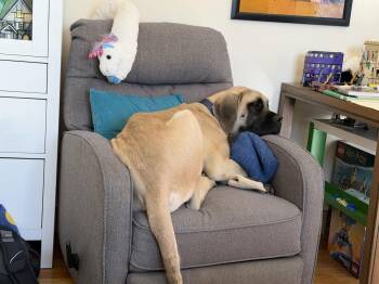 Mastiff Dogs Available for Adoption - Atticus | PetCurious