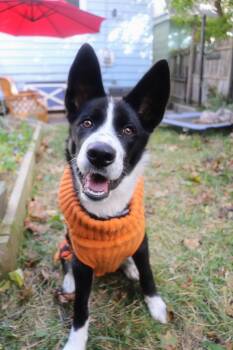 Nellie Bly -  Collie Dog for Adoption in Buffalo, New York - Nellie Bly | PetCurious