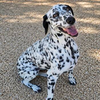 Belle -  Dalmatian and Pointer Dog for Adoption in Wickenburg, Arizona - Belle | PetCurious