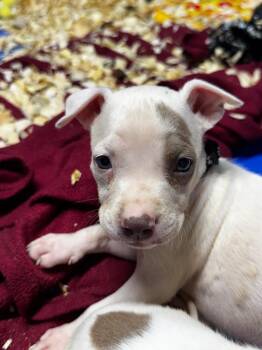 Thor -  Pit Bull Terrier Dog for Adoption in Charlotte, Michigan - Thor | PetCurious