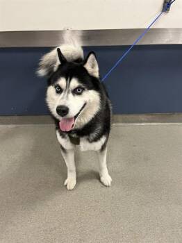 Siberian Husky Dogs Available for Adoption in Doral, Florida - LOKI | PetCurious