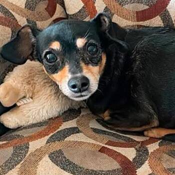 Scarlett -  Chihuahua and Miniature Pinscher Dog for Adoption in Oklahoma City, Oklahoma - Scarlett | PetCurious