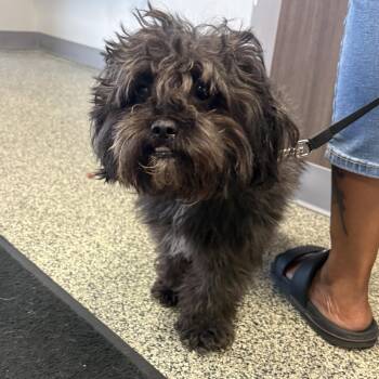 Benji -  Shih Poo and Mixed Breed Dog for Adoption in Detroit, Michigan - Benji | PetCurious