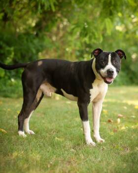 MICK WAGGER (0723) -  Pit Bull Terrier Dog for Adoption in Bridgeport, Connecticut - MICK WAGGER (0723) | PetCurious