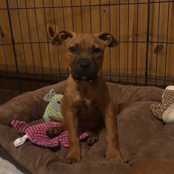 Rescue Mountain Cur and Pit Bull Terrier Dogs for Adoption in Minneapolis, Minnesota - Lex Luther | PetCurious