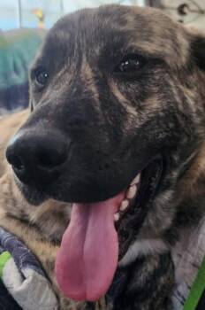 Rescue Mastiff and Great Pyrenees Dogs for Adoption in Lakeland, Florida - Siri | PetCurious