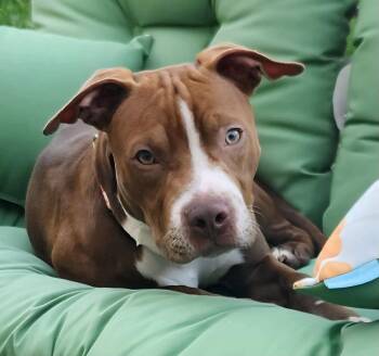 Goose -  Pit Bull Terrier Dog for Adoption in Buffalo, New York - Goose | PetCurious