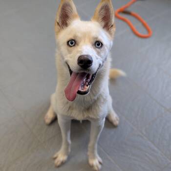 Rescue Pomeranian and Husky Dogs for Adoption in Minneapolis, Minnesota - Dime | PetCurious