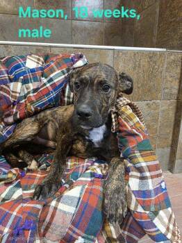 Mason -  Pit Bull Terrier and Labrador Retriever Dog for Adoption in Shrewsbury, Massachusetts - Mason | PetCurious