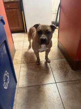 Yaba(actual) -  Mixed Breed Dog for Adoption in Cincinnati, Ohio - Yaba(actual) | PetCurious