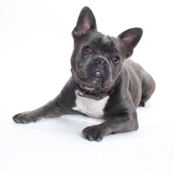 French Bulldog and Mixed Breed Dogs Available for Adoption - NANDOR | PetCurious