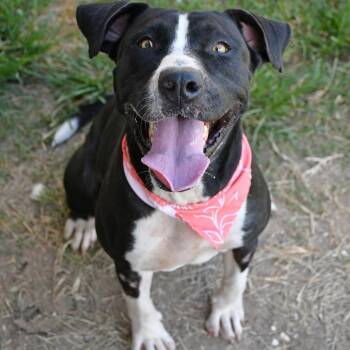 Pearl -  Pit Bull Terrier Dog for Adoption in Beaumont, Texas - Pearl | PetCurious