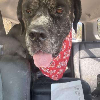 Bane -  Great Dane and Mastiff Dog for Adoption in Claremont, California - Bane | PetCurious