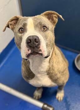 Nip -  Terrier Dog for Adoption in Lancaster, South Carolina - Nip | PetCurious