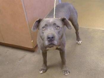IRIS -  Pit Bull Terrier Dog for Adoption in Sacramento, California - IRIS | PetCurious