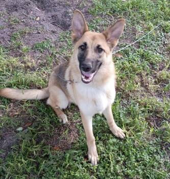 Sophia -  German Shepherd Dog Dog for Adoption in Delray Beach, Florida - Sophia | PetCurious