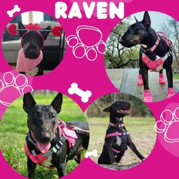 Bull Terrier Dogs Available for Adoption in Glenwood, Arkansas - Raven | PetCurious