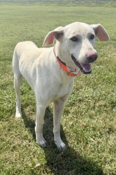 Magic -  Mixed Breed Dog for Adoption in Maryville, Tennessee - Magic | PetCurious