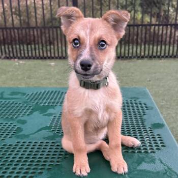 Azalia -  Mixed Breed Dog for Adoption in Fredericksburg, Virginia - Azalia | PetCurious