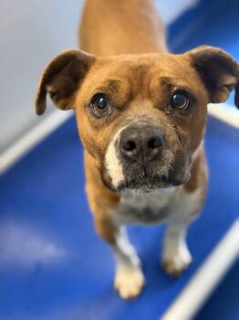 Boxer and Chihuahua Dogs Available for Adoption in Lancaster, South Carolina - Bart | PetCurious