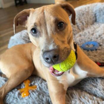 Feist and Labrador Retriever Dogs Available for Adoption in Minnetonka, Minnesota - Coop D69313 | PetCurious