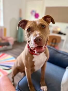 American Staffordshire Terrier and Pit Bull Terrier Dogs Available for Adoption in Friendswood, Texas - Becca Boo Loves Bigger Than Her EARS! | PetCurious