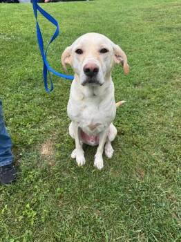 Dash -  Labrador Retriever and Mixed Breed Dog for Adoption in Aiken, South Carolina - Dash | PetCurious