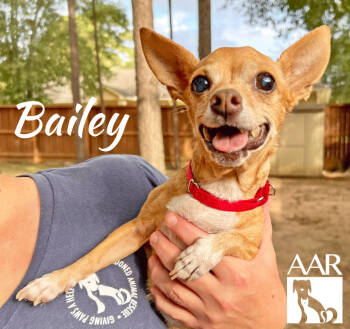 Rescue Chihuahua Dogs for Adoption in Magnolia, Texas - Bailey | PetCurious