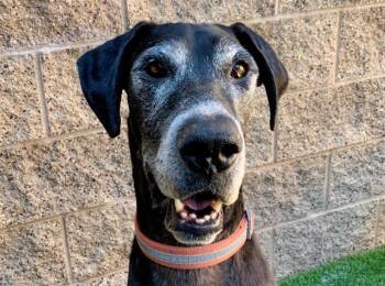 SAVE ME PLEASE Rambo - IDA552839 -  Great Dane Dog for Adoption in San Marcos, California - SAVE ME PLEASE Rambo - IDA552839 | PetCurious