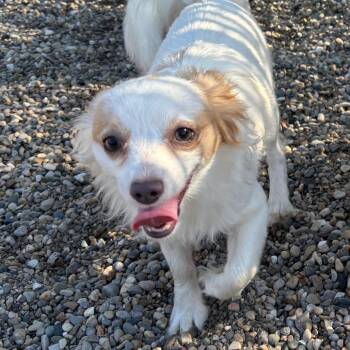 Sheeky -  Chihuahua Dog for Adoption in Fort Wayne, Indiana - Sheeky | PetCurious