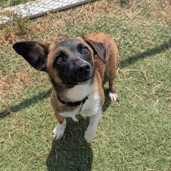 Jimmy -  Beagle and Mixed Breed Dog for Adoption in Tulsa, Oklahoma - Jimmy | PetCurious