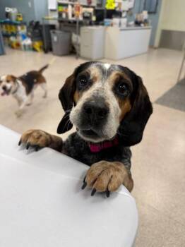 Beagle Dogs Available for Adoption - Annie | PetCurious
