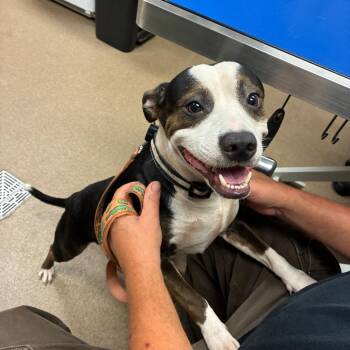 General -  English Bulldog and Hound Dog for Adoption in Hinesville, Georgia - General | PetCurious