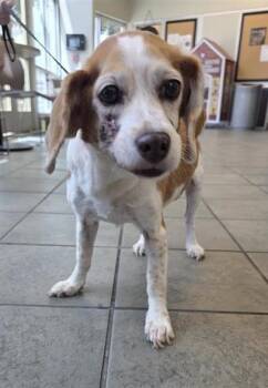 WEATHERBY -  Beagle Dog for Adoption in San Antonio, Texas - WEATHERBY | PetCurious