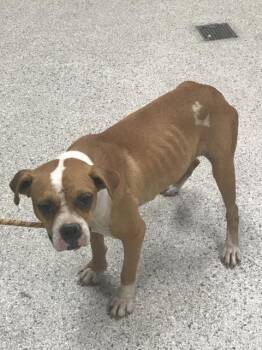 VEDA -  Boxer and Mixed Breed Dog for Adoption in Conroe, Texas - VEDA | PetCurious