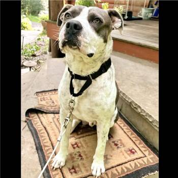 Rescue American Staffordshire Terrier Dogs for Adoption in Longview, Texas - Kenny | PetCurious