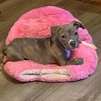 Soul Survivor -  Mixed Breed Dog for Adoption in Fredericksburg, Virginia - Soul Survivor | PetCurious