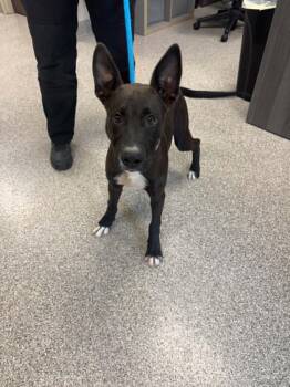 Kimchi -  Australian Kelpie and Mixed Breed Dog for Adoption in Georgetown, Ohio - Kimchi | PetCurious