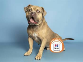 BREAKFAST -  American Bulldog Dog for Adoption in Phoenix, Arizona - BREAKFAST | PetCurious