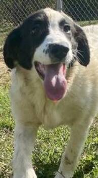 Rescue Border Collie Dogs for Adoption in Glasgow, Kentucky - Tammy | PetCurious