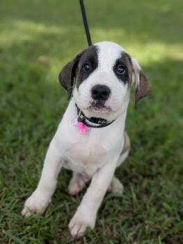 Nash -  Great Pyrenees and Mixed Breed Dog for Adoption in Aiken, South Carolina - Nash | PetCurious