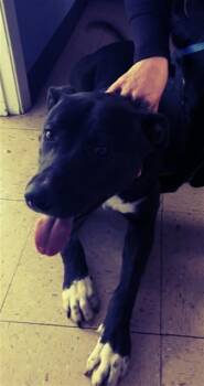 CADETE -  Pit Bull Terrier and Mixed Breed Dog for Adoption in Killeen, Texas - CADETE | PetCurious