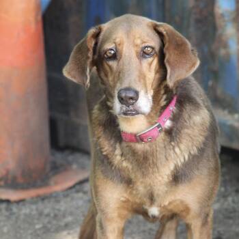 Ellaminnow -  Labrador Retriever Dog for Adoption in Columbia, South Carolina - Ellaminnow | PetCurious