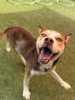 Atlanta -  Mixed Breed Dog for Adoption in Savannah, Georgia - Atlanta | PetCurious