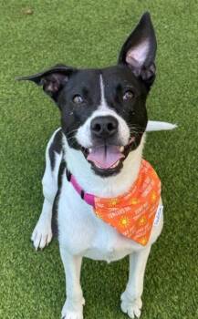 Labrador Retriever and Mixed Breed Dogs Available for Adoption in San Antonio, Texas - Sneaks | PetCurious